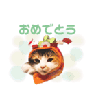 ノルウェージャンのちゃる（個別スタンプ：1）
