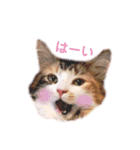 ノルウェージャンのちゃる（個別スタンプ：3）