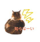 ノルウェージャンのちゃる（個別スタンプ：4）