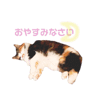 ノルウェージャンのちゃる（個別スタンプ：7）