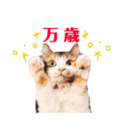 ノルウェージャンのちゃる（個別スタンプ：8）