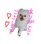 ポメラニアンのぽこ丸［敬語］32（個別スタンプ：1）