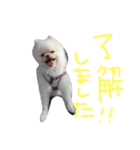 ポメラニアンのぽこ丸［敬語］32（個別スタンプ：3）