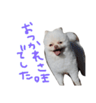 ポメラニアンのぽこ丸［敬語］32（個別スタンプ：5）