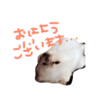 ポメラニアンのぽこ丸［敬語］32（個別スタンプ：6）