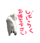 ポメラニアンのぽこ丸［敬語］32（個別スタンプ：11）
