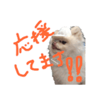 ポメラニアンのぽこ丸［敬語］32（個別スタンプ：12）