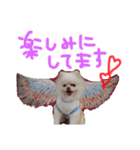 ポメラニアンのぽこ丸［敬語］32（個別スタンプ：14）