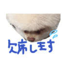 ポメラニアンのぽこ丸［敬語］32（個別スタンプ：15）