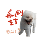 ポメラニアンのぽこ丸［敬語］32（個別スタンプ：17）