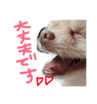 ポメラニアンのぽこ丸［敬語］32（個別スタンプ：19）