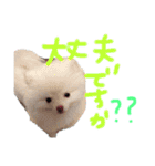 ポメラニアンのぽこ丸［敬語］32（個別スタンプ：20）