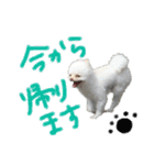 ポメラニアンのぽこ丸［敬語］32（個別スタンプ：21）