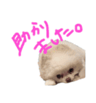ポメラニアンのぽこ丸［敬語］32（個別スタンプ：23）