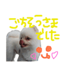 ポメラニアンのぽこ丸［敬語］32（個別スタンプ：24）