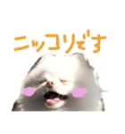 ポメラニアンのぽこ丸［敬語］32（個別スタンプ：29）