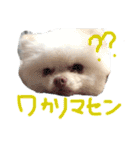 ポメラニアンのぽこ丸［敬語］32（個別スタンプ：30）