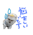 ポメラニアンのぽこ丸［敬語］32（個別スタンプ：32）