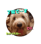 続ゴールデンドゥードル（ヱビス）（個別スタンプ：1）