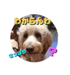 続ゴールデンドゥードル（ヱビス）（個別スタンプ：2）