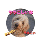 続ゴールデンドゥードル（ヱビス）（個別スタンプ：3）