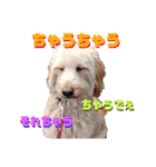 続ゴールデンドゥードル（ヱビス）（個別スタンプ：7）