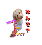 続ゴールデンドゥードル（ヱビス）（個別スタンプ：11）
