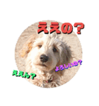 続ゴールデンドゥードル（ヱビス）（個別スタンプ：13）