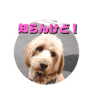 続ゴールデンドゥードル（ヱビス）（個別スタンプ：15）