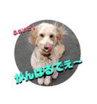 続ゴールデンドゥードル（ヱビス）（個別スタンプ：16）