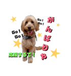 続ゴールデンドゥードル（ヱビス）（個別スタンプ：17）