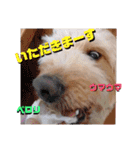 続ゴールデンドゥードル（ヱビス）（個別スタンプ：18）