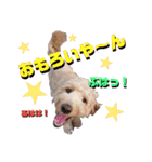 続ゴールデンドゥードル（ヱビス）（個別スタンプ：21）