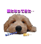 続ゴールデンドゥードル（ヱビス）（個別スタンプ：28）