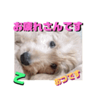 続ゴールデンドゥードル（ヱビス）（個別スタンプ：31）