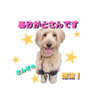 続ゴールデンドゥードル（ヱビス）（個別スタンプ：32）