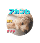 続ゴールデンドゥードル（ヱビス）（個別スタンプ：35）
