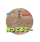 続ゴールデンドゥードル（ヱビス）（個別スタンプ：36）