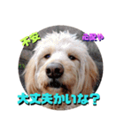 続ゴールデンドゥードル（ヱビス）（個別スタンプ：38）
