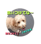 続ゴールデンドゥードル（ヱビス）（個別スタンプ：40）