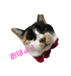 三毛猫 きなこ（個別スタンプ：1）