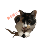 三毛猫 きなこ（個別スタンプ：2）