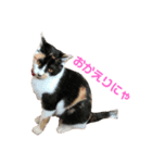 三毛猫 きなこ（個別スタンプ：3）
