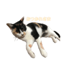 三毛猫 きなこ（個別スタンプ：4）