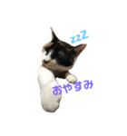 三毛猫 きなこ（個別スタンプ：5）