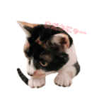 三毛猫 きなこ（個別スタンプ：6）