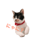 三毛猫 きなこ（個別スタンプ：7）