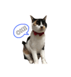 三毛猫 きなこ（個別スタンプ：8）