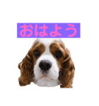 キャバリアの空くん（個別スタンプ：1）