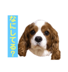 キャバリアの空くん（個別スタンプ：2）